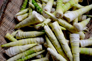 竹筍,詩(shī)句,雨后