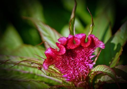 贊美雞冠花的詩(shī)句古詩(shī)