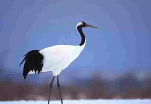 關(guān)于鳥(niǎo)的詩(shī)句古詩(shī)大全,鳥(niǎo)花的詩(shī)句古詩(shī)大全,描寫(xiě)鳥(niǎo)的詩(shī)句古詩(shī)大全