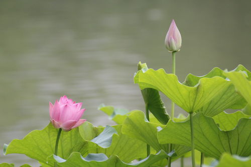 古詩(shī),詩(shī)句,秋天,大全