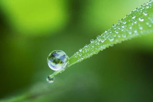 描寫(xiě)露水的古詩(shī)句