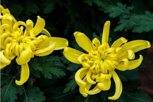 描寫(xiě)黃菊花的詩(shī)句古詩(shī)