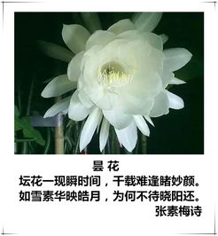 有關(guān)于百花的詩(shī)句