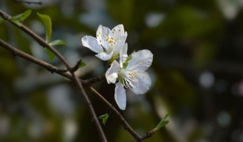 關(guān)于贊美櫻桃花的詩(shī)句