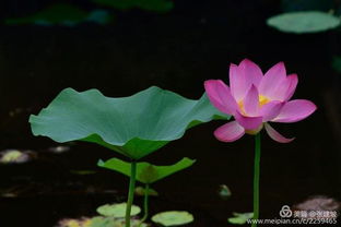 關(guān)于夏天的植物的詩(shī)句