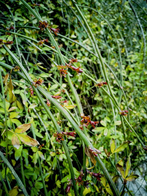 關(guān)于景物生機勃勃的詩(shī)句是