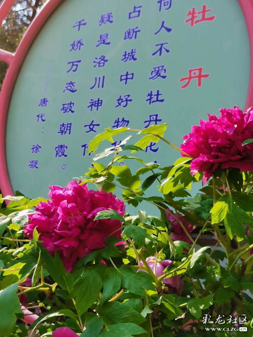 古詩(shī),詩(shī)句,贊美,牡丹