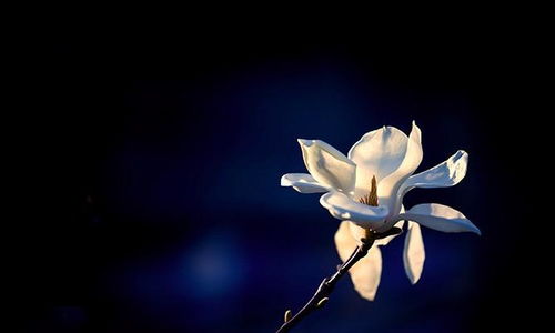 諷刺人不誠實(shí)的古詩(shī)句