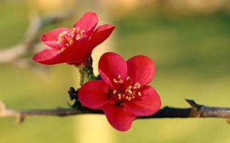 松樹(shù),詩(shī)句,梅花