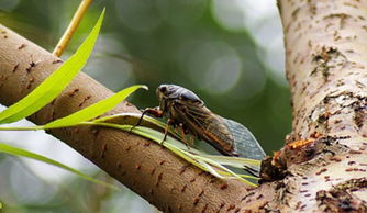 關(guān)于蟬的上天入地詩(shī)句