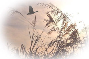 王維關(guān)于桃花和柳樹(shù)的詩(shī)句有哪些