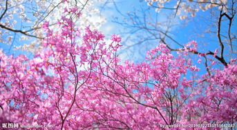 關(guān)于滿(mǎn)樹(shù)繁花的詩(shī)句