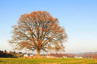 關(guān)于愛(ài)情和信念的詩(shī)句