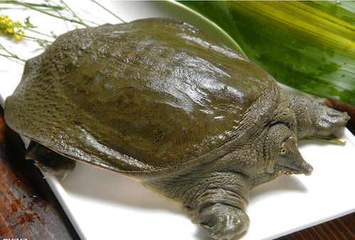 甲魚(yú)古詩(shī)句