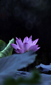 描寫(xiě)冬天荷花的詩(shī)句古詩(shī)大全