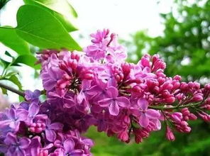 描寫(xiě)丁香的詩(shī)句古詩(shī)