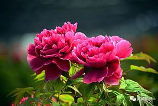 關(guān)于隱忍的古詩(shī)句有什么