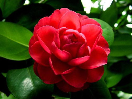 關(guān)于山茶花的詩(shī)句古詩(shī),贊美山茶花的詩(shī)句古詩(shī),描寫(xiě)山茶花的詩(shī)句古詩(shī)