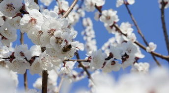 贊美松樹(shù)和梅花的詩(shī)句,描寫(xiě)松樹(shù)和梅花的詩(shī)句,贊美松樹(shù)竹子梅花的詩(shī)句