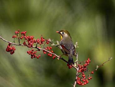 關(guān)于鳥(niǎo)且讓人保護鳥(niǎo)的詩(shī)句