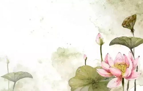 關(guān)于荷花有關(guān)的詩(shī)句古詩(shī)大全