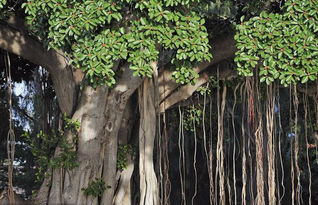 贊美榕樹(shù)的詩(shī)句古詩(shī)大全