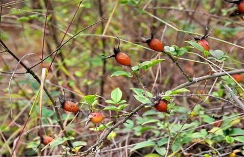 關(guān)于金櫻子的詩(shī)句