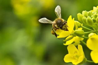 古詩(shī),詩(shī)句,蜜蜂