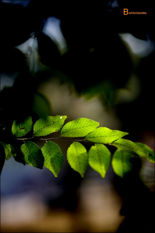 詩(shī)句,有哪些