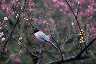 關(guān)于立春積極的詩(shī)句