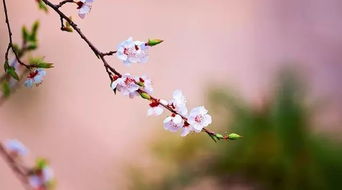 立春,詩(shī)句,桃花