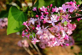 陸龜蒙的丁香古詩(shī)怎么讀,丁香古詩(shī)陸龜蒙,丁香唐陸龜蒙古詩(shī)