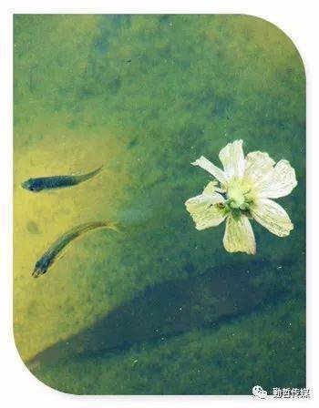 不與世俗同流合污的詩(shī)句,不與人同流合污的詩(shī)句,形容不同流合污的詩(shī)句