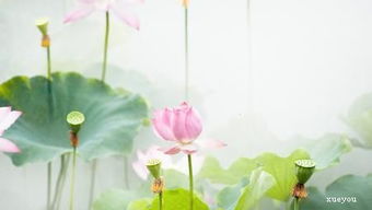 與荷有關(guān)的古詩(shī)句