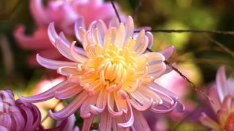 秋菊霜的詩(shī)句古詩(shī)