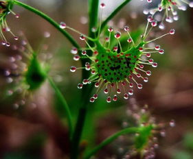 食蟲(chóng)草作文(食蟲(chóng)草作文)