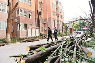 修剪樹(shù)枝作文(修剪樹(shù)枝作文)