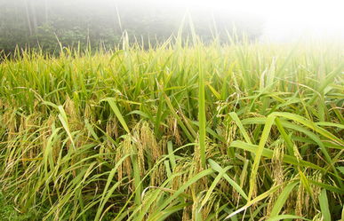 描寫(xiě)秋天豐收稻谷的作文開(kāi)頭