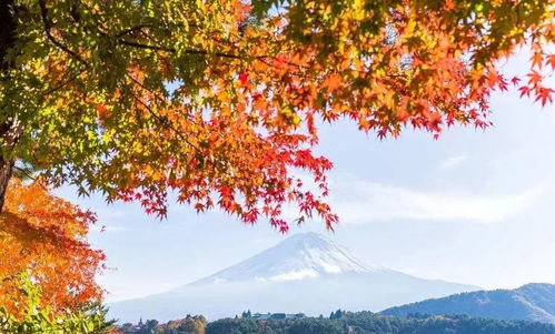 作文開(kāi)頭寫(xiě)秋景的好段