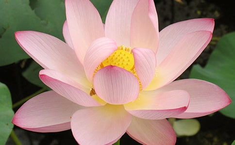 關(guān)于荷花精神的作文開(kāi)頭