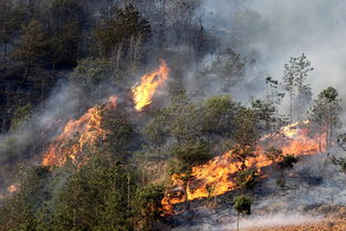 關(guān)于森林火災的作文開(kāi)頭