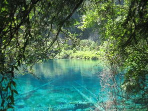 生活中到都是美景作文600字作文開(kāi)頭