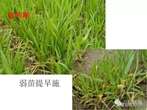 苜蓿高產(chǎn)栽培管理與加工調制(苜蓿的栽培與應用)