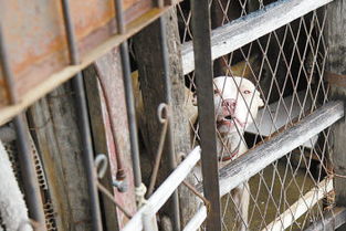 狗看見(jiàn)陌生人作文開(kāi)頭