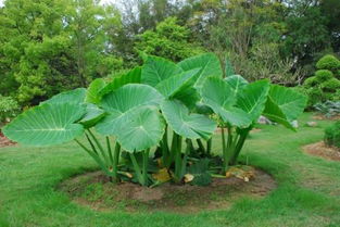 植物園的作文開(kāi)頭