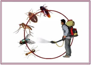 關(guān)于四害消殺通知(關(guān)于開(kāi)展蚊蠅消殺的通知)