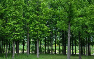 林業(yè)方面建議(給林業(yè)局的環(huán)保建議書(shū))