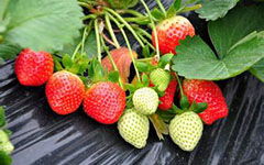 初中摘草莓作文開(kāi)頭