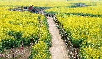 關(guān)于油菜花節作文開(kāi)頭