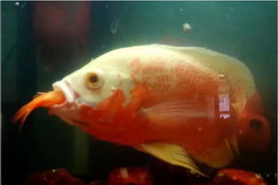 關(guān)于魚(yú)的美食作文的開(kāi)頭